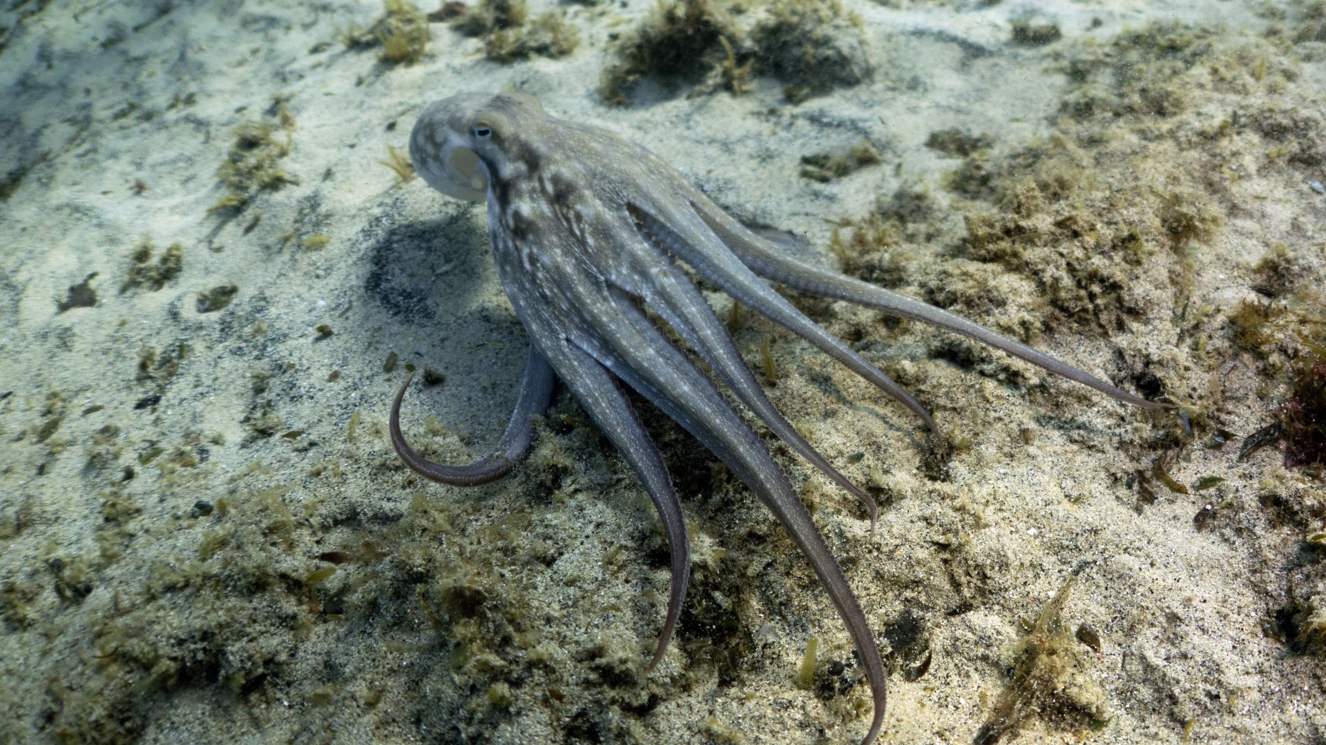 Octopuses Have Three Hearts—and One Stops Beating When They Swim