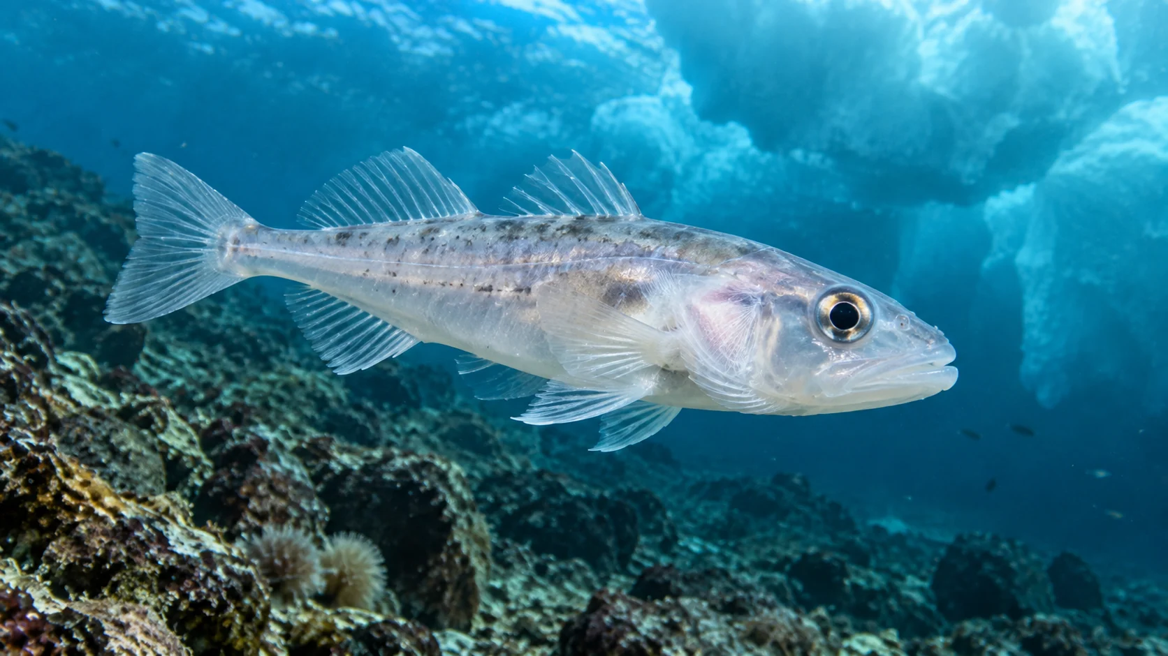 Antarctic Icefish Have Nearly Colorless Blood Because They Lost Hemoglobin