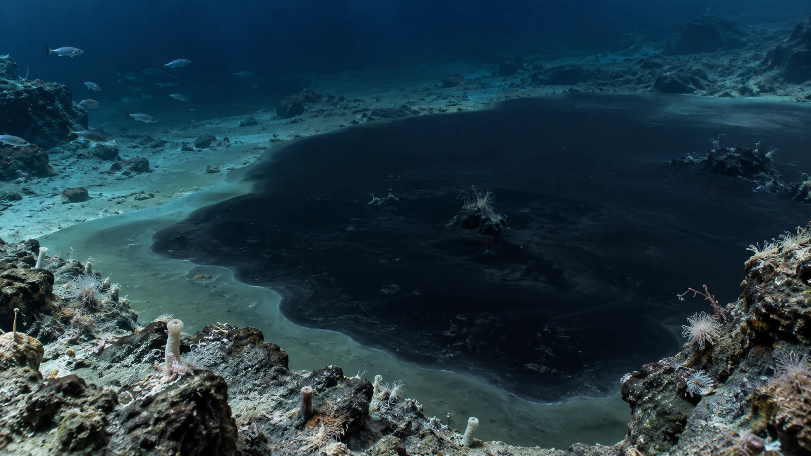 The Ocean Has Lakes of Its Own. Some Are Deadly to Fish.